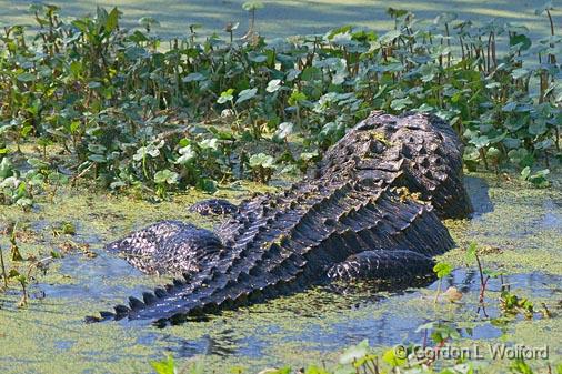 Lurking Gator_45725.jpg - American Alligator, (Alligator mississippiensis)Photographed at Lake Martin near Breaux Bridge, Louisiana, USA.